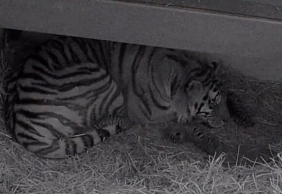 One of the endangered tigers at Toronto Zoo has given birth to three cubs.